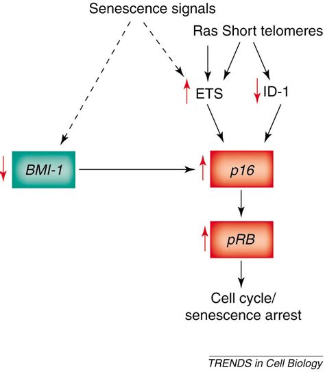 Cellular Senescence As A Tumor Suppressor Mechanism Trends In Cell Biology