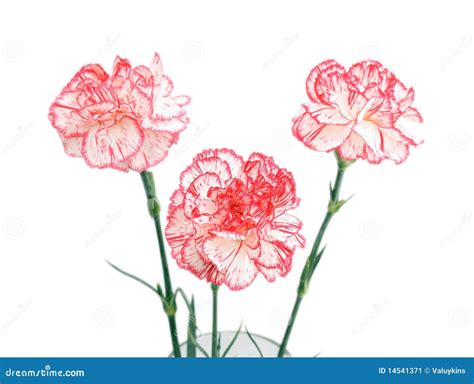 Bouquet Of Three Carnations Stock Image Image Of Close Leaf 14541371