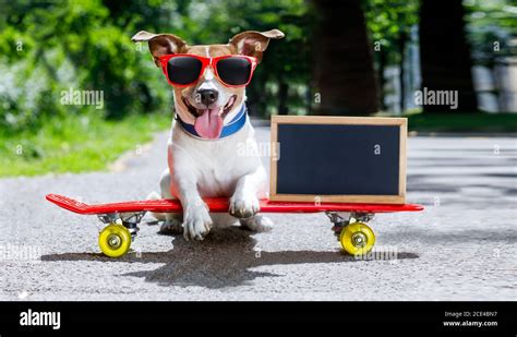 Skater Dog On Skateboard Stock Photo Alamy