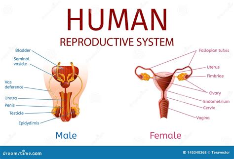 Digestive And Reproductive System Woman Diagram Diagram Di