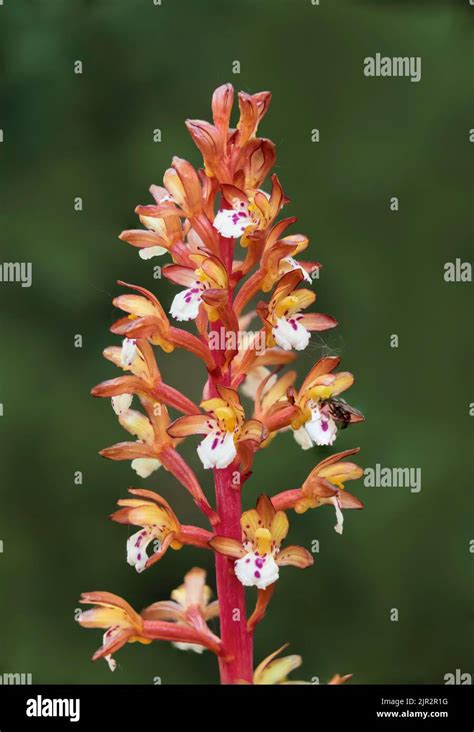 The Spotted Coral Root Orchid In The Brokenhead Wetlands Ecological