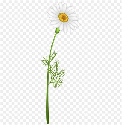 PNG Image Of Camomile With A Clear Background - Image ID 43682 | TOPpng