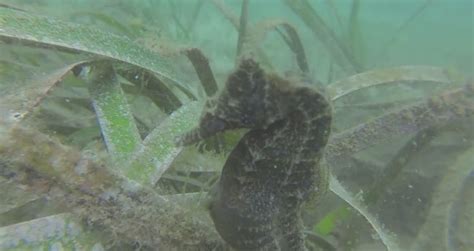 #VIRAL - Seahorse giving birth - Videos - Metatube