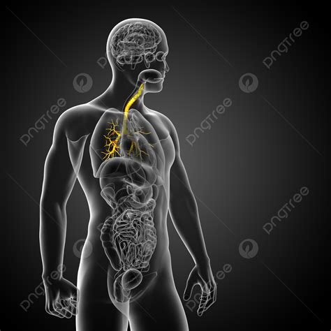 3d Medical Illustration Of The Male Bronchi Lobes Physiology Human