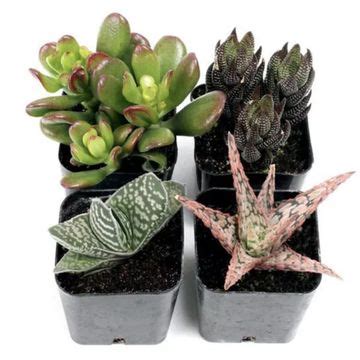 Best terrarium plants – 10 top choices from the experts | Homes & Gardens