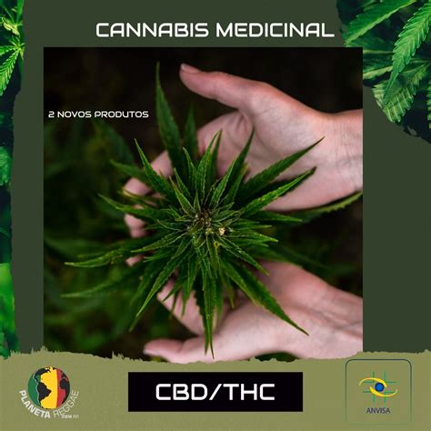 ANVISA LIBERA 2 NOVOS PRODUTOS À BASE DE CANNABIS Planeta Reggae