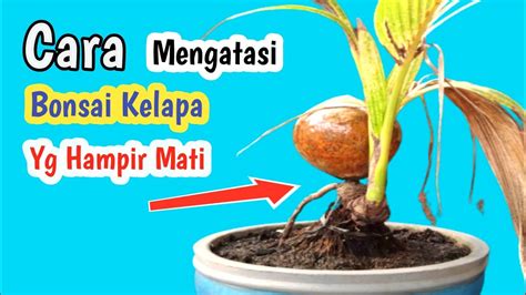 Cara Mengatasi Bonsai Kelapa Yang Hampir Mati Youtube