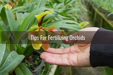 How To Fertilize Orchids Everyday Orchids