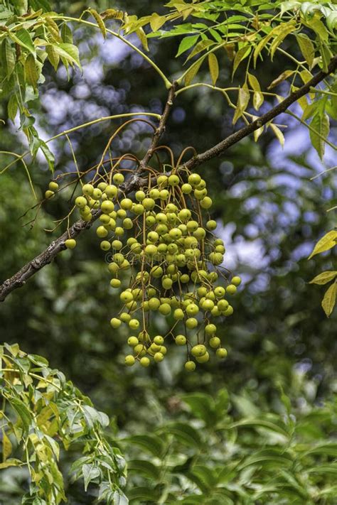 Meli Azedarach Chinaberry Tree Imagen De Archivo Imagen De Bayas