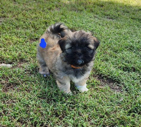 Purebred Lhasa Apso Grafton Petsforhomes