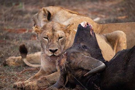 Wildlife Begegnung In Kenia Weibliche L Wen Und Ein Erlegter