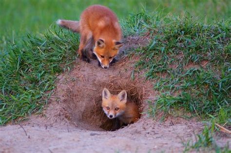 Foxes Dig Under The Ground To Create Dens For Their Young So Open