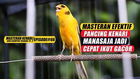 66 Masteran Suara Burung Kenari Gacor Panjang Cuit Cuit Ngerol Untuk