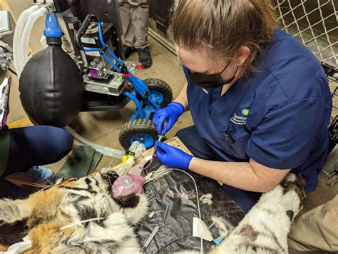 Celebrating National Veterinary Technician Week: 2023 | Smithsonian's ...