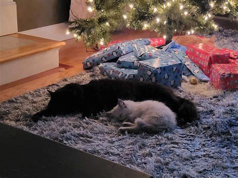 Sleeping Soundly On Her Toy R Ragdolls