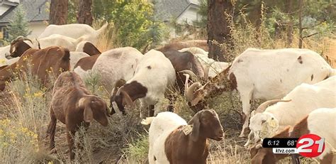 Hungry Goats Create Defensible Space In Bend Neighborhood One Munch At