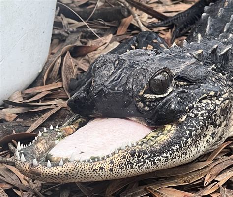 Alligator missing top of its jaw is captured, recovering at Florida zoo ...