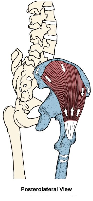 Anatomy: Glutes and Deep Hip Rotators Jeopardy Template