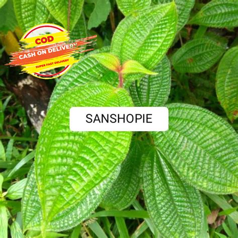 Jual Daun Senggani Senduduk Atau Harendong Bulu Per 250 Gram Shopee