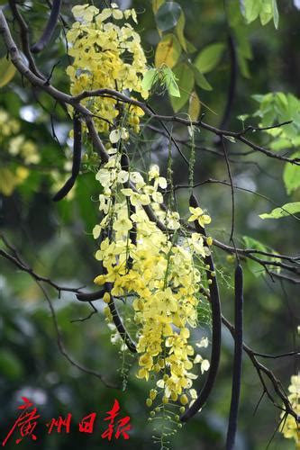 腊肠树开花满树金黄