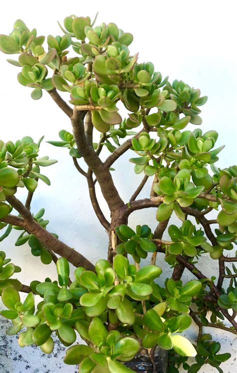 Planta De Jade Crassula Ovata