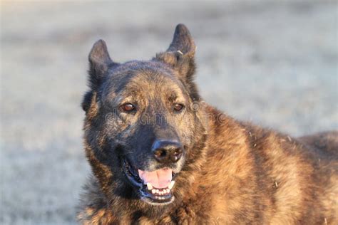 Dutch Shepherd Dog Guard Dog On Alert Stock Image Image Of Ears Feed