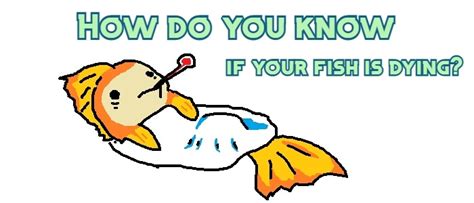 How Do You Know If Your Fish Is Dying Signs To Look For Aquanswers