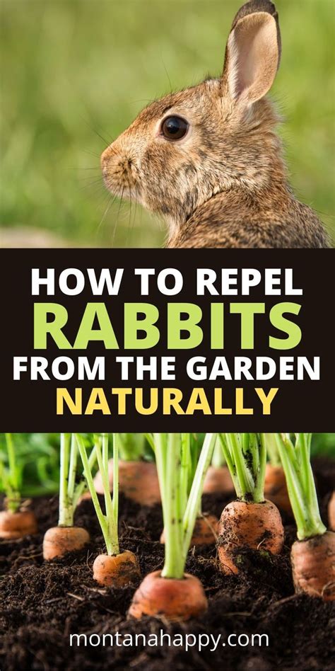 How To Keep Rabbits Out Of Your Garden Naturally