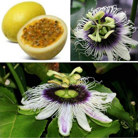 15 Fresh Seeds Purple Granadilla Passiflora Edulis F Edulis