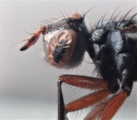 Diptera Info Discussion Forum 11 12 Cylindromyia Rufipes Tachinidae