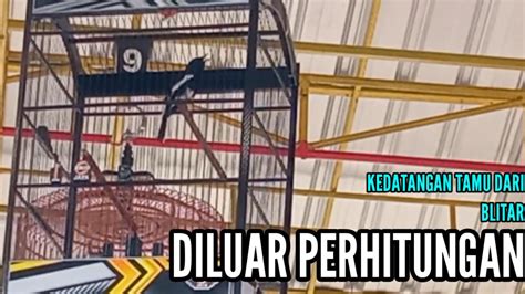 Garuda Arena Kedatangan Tamu Kacer Dari Kota Patria Blitar YouTube