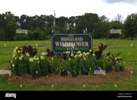 Ridgeland Wildflower Field Ridgeland Mississippi Stock Photo Alamy