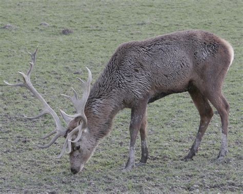 Brown deer grazing in open landscape Free Stock Photo | FreeImages