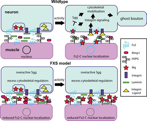 Frontiers Fragile X Mental Retardation Protein Regulates Activity