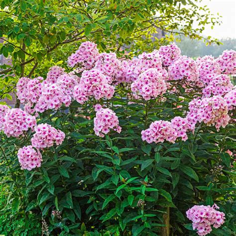 Hardy Tall Phlox Pink Sun Perennial K Van Bourgondien