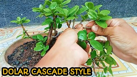 Cara Membuat Bonsai Beringin Dolar Bergaya Air Tenjun YouTube