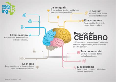 Infograf A Cerebro Neurotransmisores Cerebro Neurociencia Y Educacion