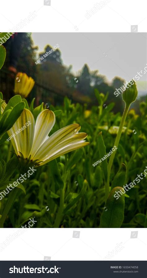 White Flower Texture Background Wallpaper Stock Photo 1650474058 ...