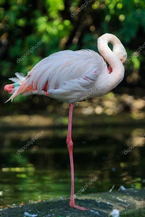 Flamingo bird in Arnhem Zoo. — Stock Photo © vverve #52562267