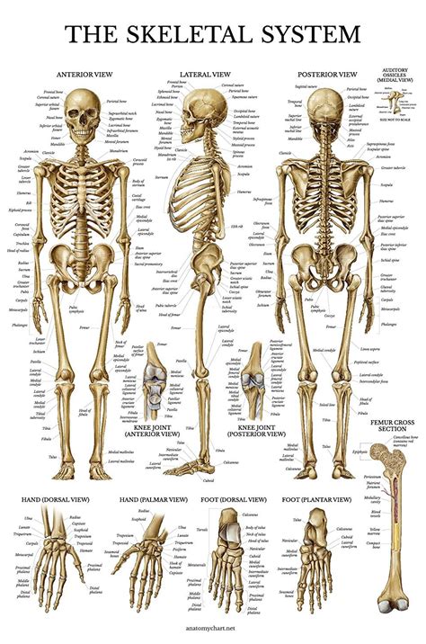 Skeletal System Anatomical Chart Poster Human Skeleton Anatomy Canvas