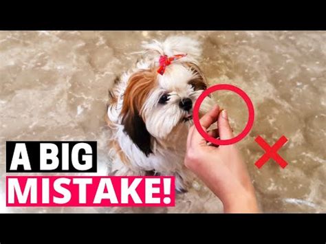 7 Common Mistakes That Can Shorten Your Shih Tzu S Life