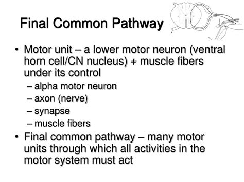 Ppt The Motor System Powerpoint Presentation Free Download Id2746025