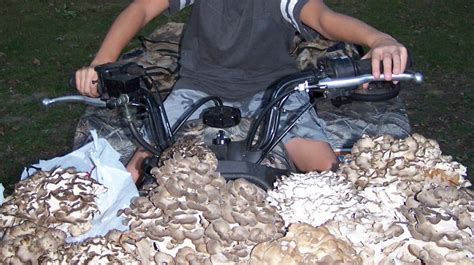 Sheepshead Mushroom Identification