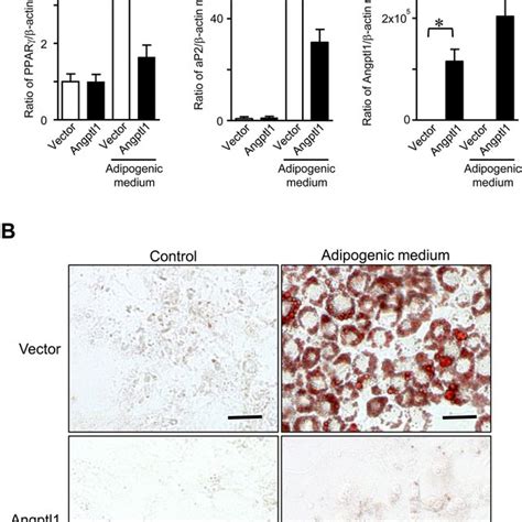 Angiopoietinlike Protein 8 ANGPTL8 Promoted Extracellular Matrix