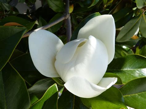 Magnolie Mediterran Blume Kostenloses Foto Auf Pixabay