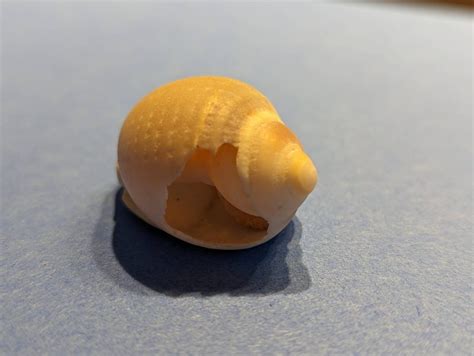 Snail Shell - Where Does It Come From And Other Questions Resolved