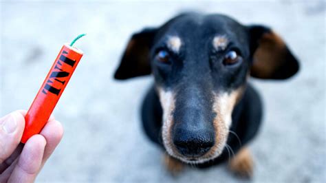 Pirotecnia ¿por Qué Su Uso Afecta A Las Mascotas Uno Tv