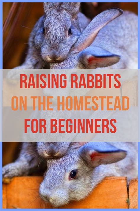 Love This Great Tips For How To Raise Rabbits For Meat On Your