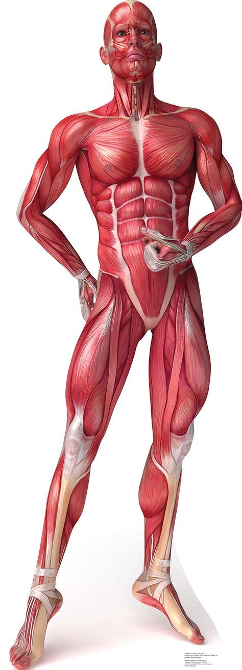 Las Mejores Im Genes De Dibujo Musculos Dibujo Musculos