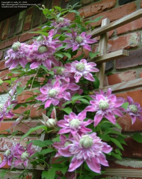 Plantfiles Pictures Clematis Early Large Flowered Double Clematis